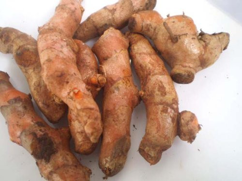 Fresh Yellow Turmeric Root - 1lb Fresh Yellow Turmeric Root - 1lb