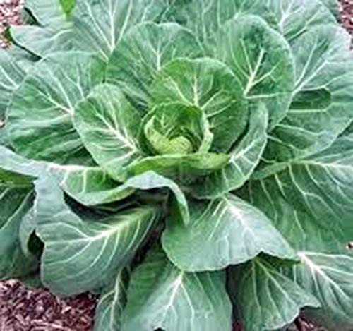 Collard Greens Seeds Georgia Southern Heirloom 50 Seeds Non GMO Collard Greens Seeds Georgia Southern Heirloom 50 Seeds Non GMO