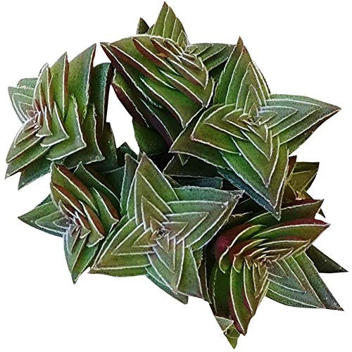 Crassula Pagoda Village 2 Plus Clay Pot - Unique Collection of Live Crassula Succulents Easy to Grow Indoor House Plant Fully Rooted in 2/4/6 inch Size Crassula Pagoda Village 2 Plus Clay Pot - Unique Collection of Live Crassula Succulents Easy to Grow Indoor House Plant Fully Rooted in 2/4/6 inch Size