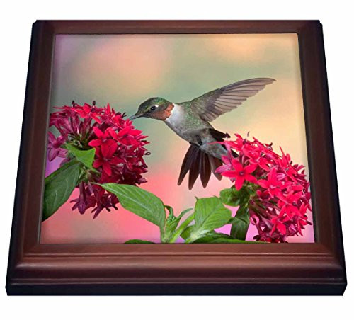 3dRose trv_210268_1 Ruby-Throated Hummingbird on Red Pentas Marion, Illinois, USA Trivet with Ceramic Tile, 8" by 8", Brown