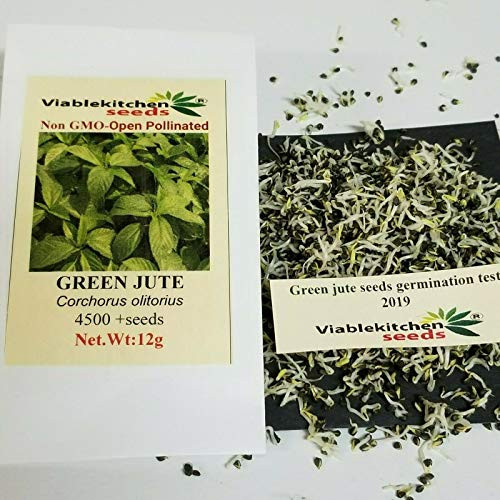 Vegetable Green Jute Seedssaluyot Molokhia Egyptian Spinach Seeds Rau Day Seeds 4500 Plus-12g- by Viablekitchenseeds