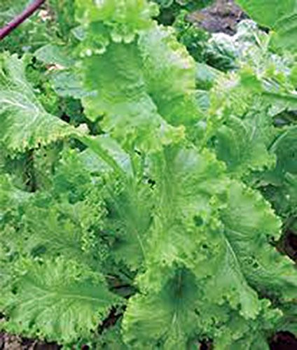 Mustard Greens Seed Southern Giant Heirloom Non GMO 100 Seeds