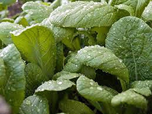 Mustard Greens Seed Florida Broadleaf Heirloom Non GMO 100 Seeds