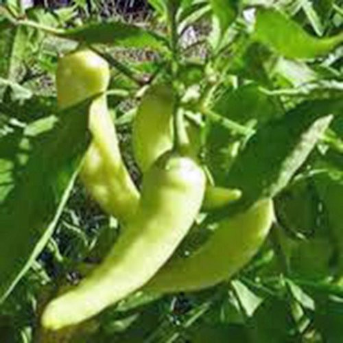 Pepper Sweet Banana Heirloom 100 Seeds MILD Sweet Great in Salads