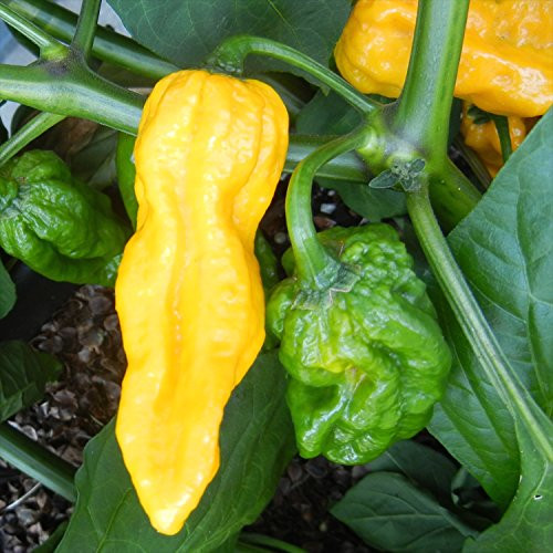 Wayland Chiles Bhut Jolokia -Yellow-