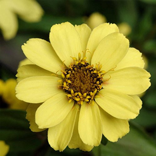 Zinnia Flower Garden Seeds - Zahara Series - Yellow - 100 Seeds - Annual Flower Gardening Seed - Zinnia Marylandia