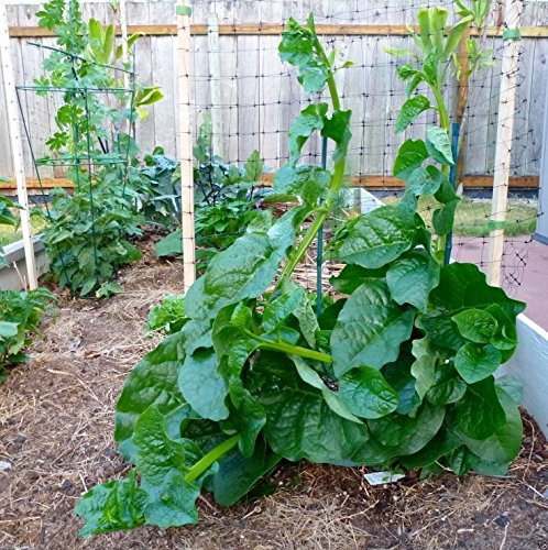 Green Malabar Spinach100 Seeds - Heat loving frost sensitive.fast-growing vine