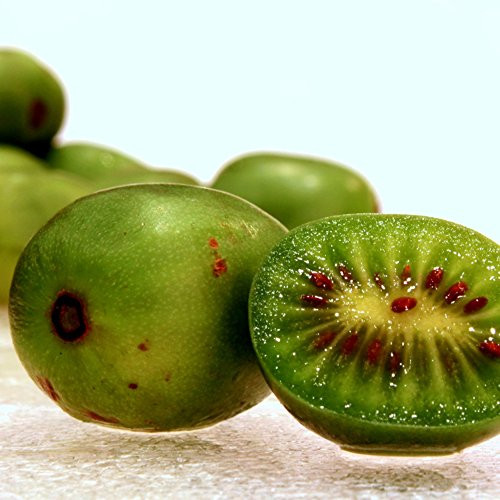Hardy Kiwi Seeds -Actinidia arguta- 20 Plus Rare Cold-Tolerant Tropical Fruit Seeds in FROZEN SEED CAPSULES for The Gardener  and  Rare Seeds Collector - Plant Seeds Now or Save Seeds for Years