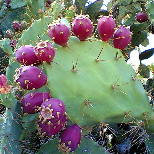 Prickly Pear Cactus Seeds -Opuntia stricta- 5 Plus Rare Organic Tropical Fruit Seeds in FROZEN SEED CAPSULES for The Gardener  and  Rare Seeds Collector - Plant Seeds Now or Save Seeds for Years