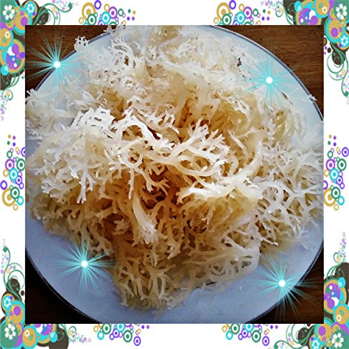SEA MOSS 100 percent NATURAL -WILD- DR SEBI IRISH MOSS Chondrus Crispus