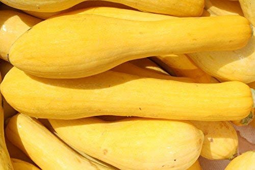 Organic Bulk Early Prolific Straightneck Yellow Squash Seeds -1/2 Lb-