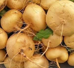 HeirloomSupplySuccess TM 100 Heirloom Yellow Globe Amber Turnip Seeds