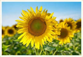 Elwyn 15 Titan Sunflower Flower Seeds Yellow.
