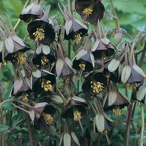 25 Plus Aquilegia Chocolate Soldier Columbine Chocolate and Green Bi-color Flower Seeds / Perennial