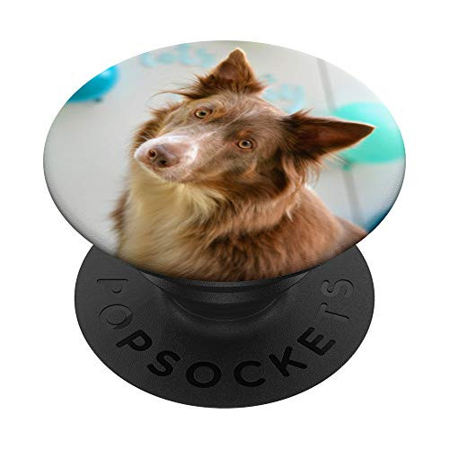 Funny Brown Border Collie Dog Cute Animal Gift For Dog Lover PopSockets PopGrip Swappable Grip for Phones  and  Tablets