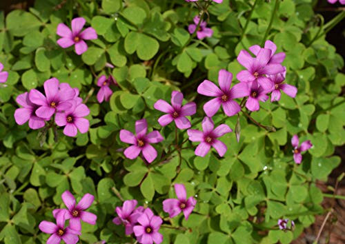 Oxalis Bulbs-Green Shamrocks-10 Bulbs-Perennial Shamrock Oxalis Triangularis Bulbs Bonsai Garden Planting Flower Indoor or Out Patio Lawn Decor