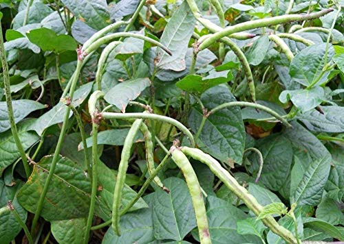 Top Pick Brown Crowder Southern Pea Cowpea Garden Vegetable Legume - 25 Seeds
