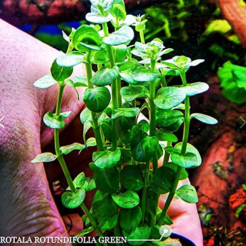 Mainam Rotala Rotundifolia Green Potted Stems Live Aquarium Plants Background Aquascape