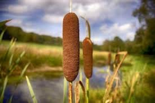 Elwyn 20 Cattail Aquatic Plant Seeds Brown. Elwyn 20 Cattail Aquatic Plant Seeds Brown.