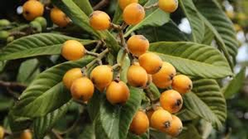Elwyn 2 Loquat Nisperos Fruit Seeds Yellow.