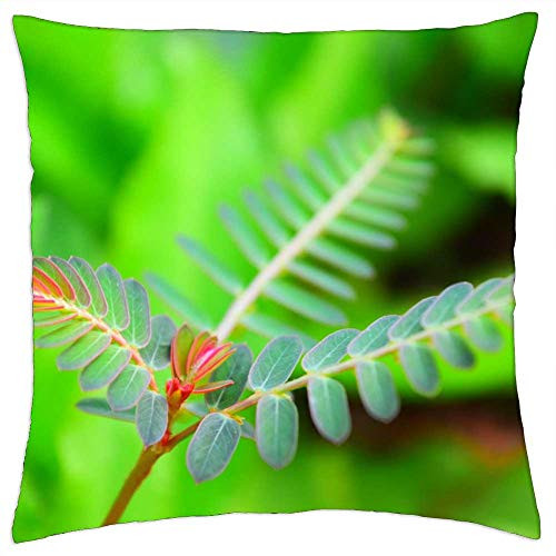 LESGAULEST Throw Pillow Cover -18x18 inch- - Fern-Leaf Green Flora Leaf Fern Nature Plant