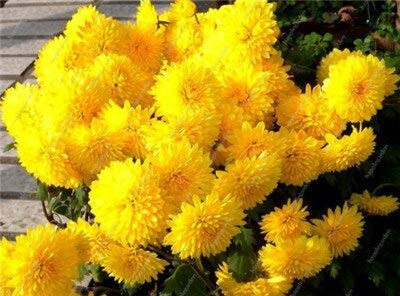 SVI Fresh 200 pcs Marigold Tagetes Erecta Flower Seeds for Planting Yellow 1