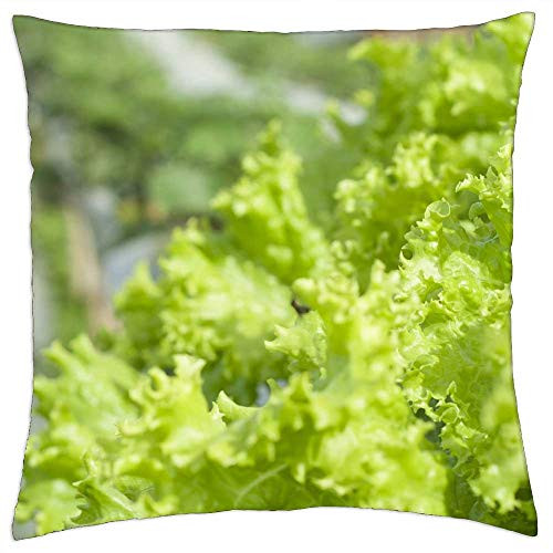 LESGAULEST Throw Pillow Cover -18x18 inch- - Lettuce Green Organic Leaf Fresh Food Healthy