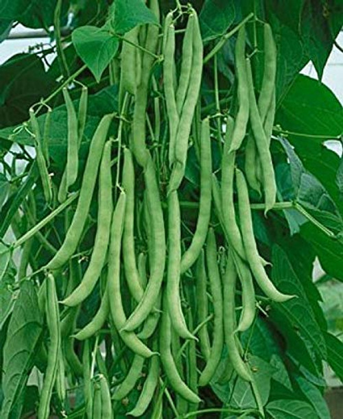 SeedGro Kentucky Wonder Brown Pole Bean - 50 Plus Non-GMO Heirloom Seeds SeedGro Kentucky Wonder Brown Pole Bean - 50 Plus Non-GMO Heirloom Seeds