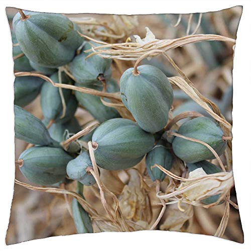 LESGAULEST Throw Pillow Cover -16x16 inch- - Seeds Capsule Green Lily Beach Sand Lily Boll LESGAULEST Throw Pillow Cover -16x16 inch- - Seeds Capsule Green Lily Beach Sand Lily Boll
