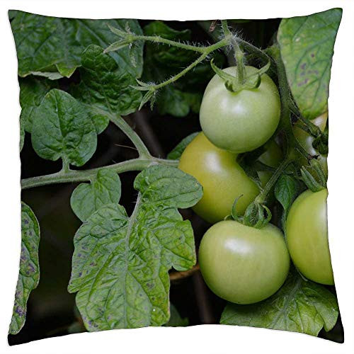 LESGAULEST Throw Pillow Cover -16x16 inch- - Tomatoes Bush Tomatoes Immature Fried Green Tomatoes