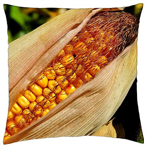 LESGAULEST Throw Pillow Cover -16x16 inch- - Corn Field Agriculture Plant Yellow LESGAULEST Throw Pillow Cover -16x16 inch- - Corn Field Agriculture Plant Yellow