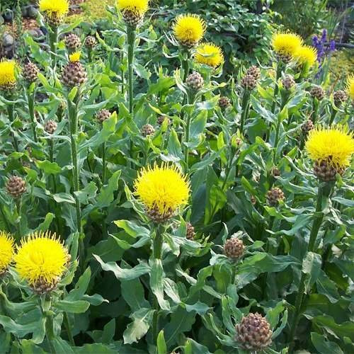 Outsidepride Cornflower Macrocephala - 500 Seeds