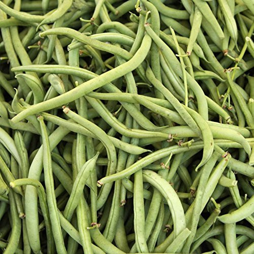 Topcrop Bush Bean Seeds - 1 Lb - Non-GMO Heirloom Green Snap Bean Seeds - Vegetable Garden Seeds