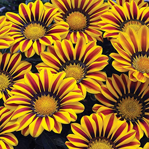 Outsidepride Gazania Big Kiss Yellow Flame Flower Seeds - 25 Seeds