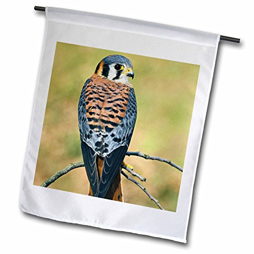 3dRose fl_83579_1 Male American Kestrel Bird-NA02 AJE0261-Adam Jones Garden Flag 12 by 18-Inch