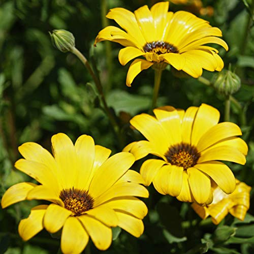 Outsidepride African Daisy Yellow - 1000 Seeds