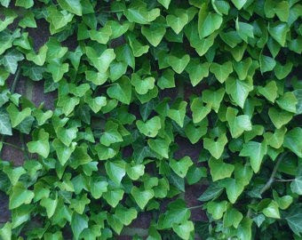 Elwyn 100pcs Green Boston Ivy Plant Seeds