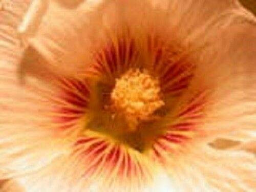 Peach and Brown Hollyhock Alcea Rosea Flower Seeds Perennial Jocad -25 Seeds- Peach and Brown Hollyhock Alcea Rosea Flower Seeds Perennial Jocad -25 Seeds-
