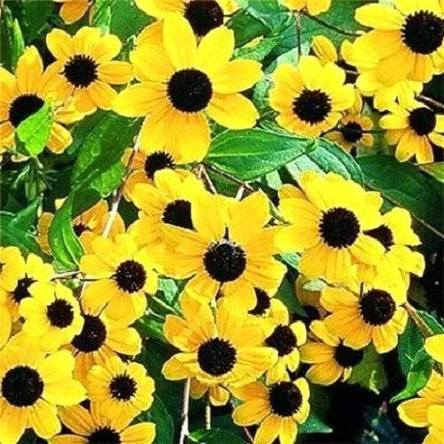 Brown Eyed Susan Rudbeckia Triloba Flower jocad -500 Seeds-