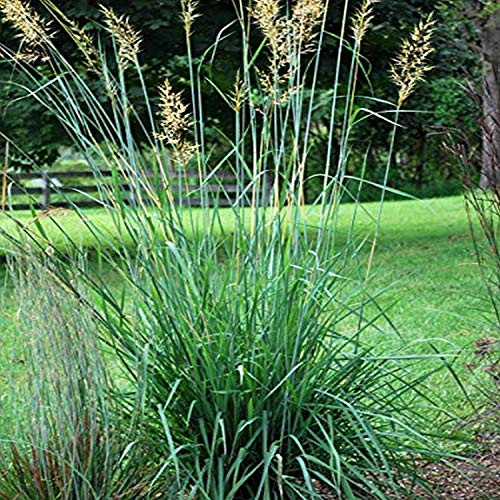 Perennial Farm Marketplace Sorghastrum nutans -Indian- Ornamental Grass Size-1 Container Bluish Green Foliage