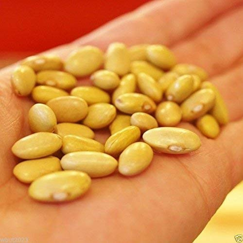 Canary Beans Peruvian Beans -Bush/dry- Aka Mayocoba Beans Peruano Beans100 Seed