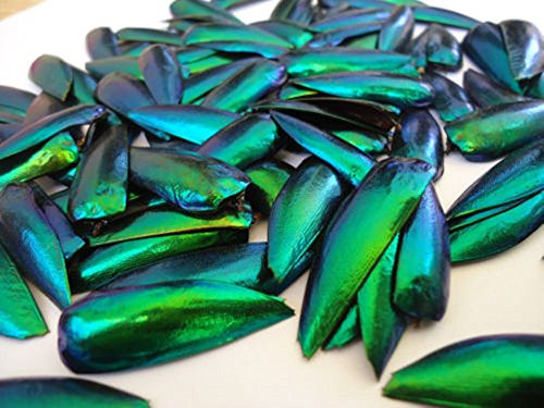 Jewel Beetle Elytra Green Wings Sternocera Aequ Natural Taxidermy Fashion Design- 200 Pcs.