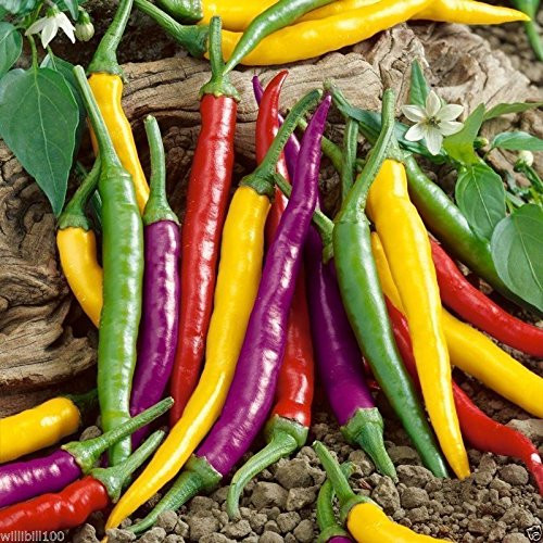 Cayenne Pepper Hot Mix - A fiery mix of red yellow purple green and orange -100 Seeds-