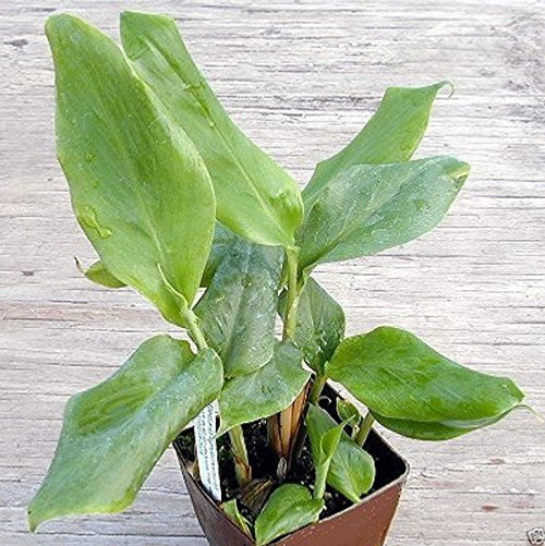 GREEN CARDAMOM Seeds -Elettaria cardamomum- Grow Indoors or Outdoors -1000 seeds- GREEN CARDAMOM Seeds -Elettaria cardamomum- Grow Indoors or Outdoors -1000 seeds-