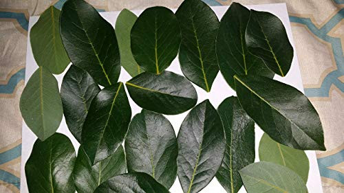 Fresh Bay Leaves Hoja Laurel 2 oz. Culinary Herbs