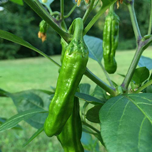 Wayland Chiles Asian Pepper Seeds -Manganji-