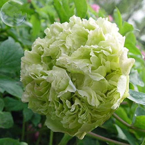 Peony Flower Seeds-20Pcs Chinese Peony FlowerTree PeonyPaeonia Suffruticosa Shrub Seeds for Garden Home Balcony Fences Yard Decoration Flowers Plants -Green Peony Seeds- Peony Flower Seeds-20Pcs Chinese Peony FlowerTree PeonyPaeonia Suffruticosa Shrub Seeds for Garden Home Balcony Fences Yard Decoration Flowers Plants -Green Peony Seeds-