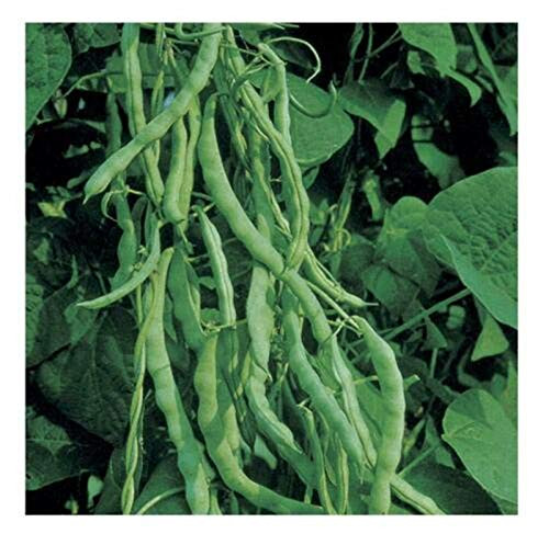 Pole Bean SeedsKentucky Wonder Pole Green Bean Heirloom 50 Plus Seeds Beans Seed Pole Bean SeedsKentucky Wonder Pole Green Bean Heirloom 50 Plus Seeds Beans Seed