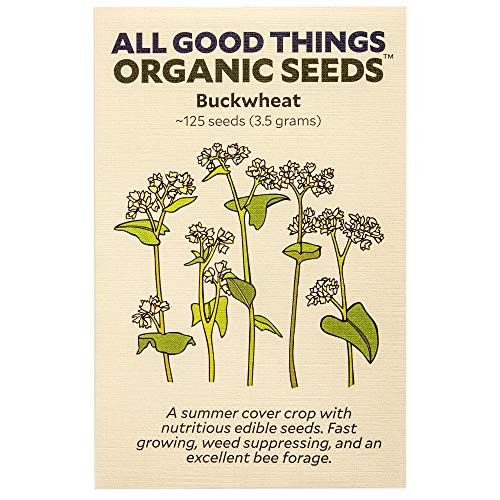 Buckwheat Seeds -~125- Certified Organic Non-GMO Heirloom Open Pollinated Seeds from The United States