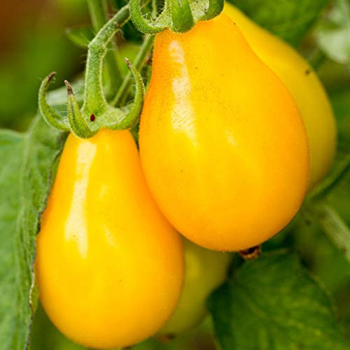 Yellow Pear Tomato 250 Seeds Sweet Non GMO Eazy Grow